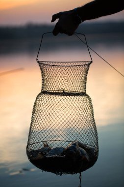 Balık tutmak, taze tatlı su balığı yakalamak için ağda.