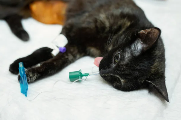 Kočka Operačním Stole Veterinární Klinice Veterinární Lékař Sterilizační Operace — Stock fotografie