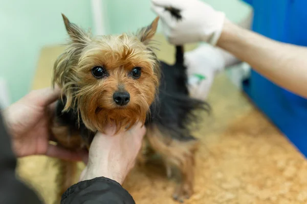 Veterinární Lékař Dělat Kontrolu Malého Psa Yorkshire Teriér — Stock fotografie