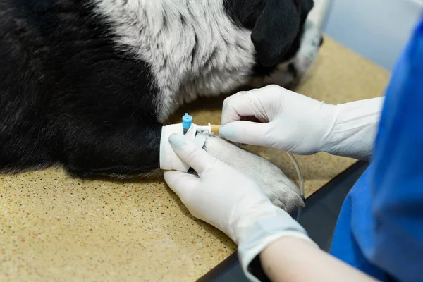 Ветеринарна Клініка Розміщує Катетер Собаку — стокове фото