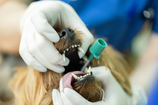 Veterinär Kirurgi Sätta Anestesi Andning Krets Inställd Hund Mun — Stockfoto