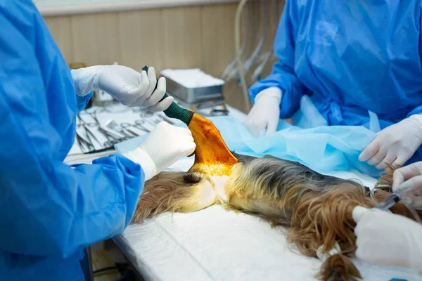 Operation Tassar Hund Veterinärklinik — Stockfoto