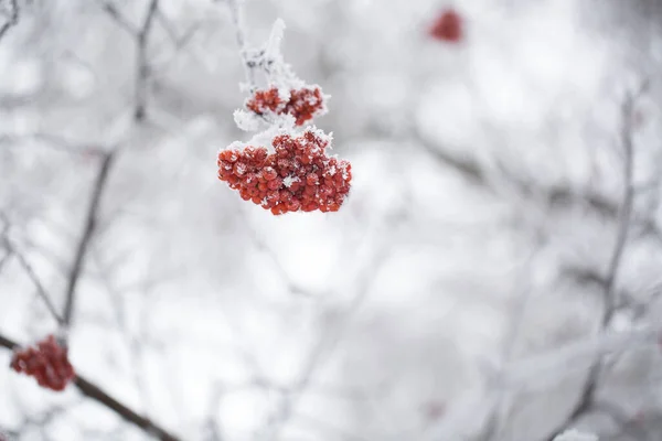 Uma Árvore Neve Geada — Fotografia de Stock