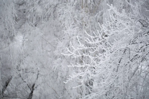 stock image A tree in snow and frost