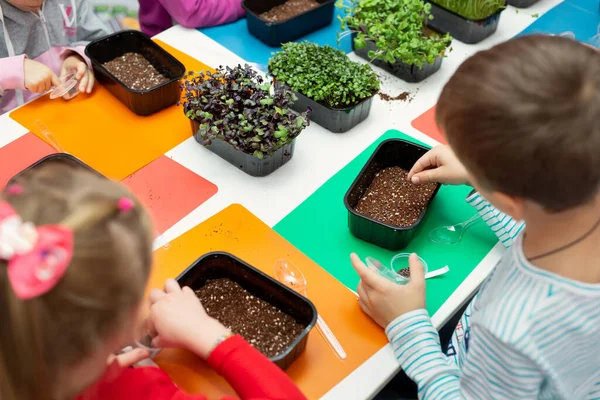 Мастер Класс Выращиванию Микрозелени Школе Маленьких Детей Подготовленные Семена Почва — стоковое фото