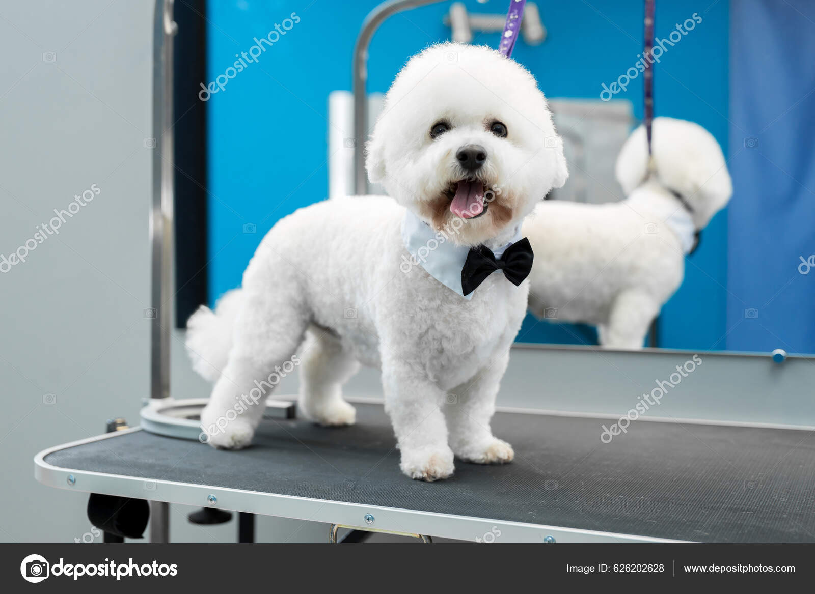 Muotokuva Bichon Frise Jälkeen Aliarvostus — valokuva © PhotoA #626202628