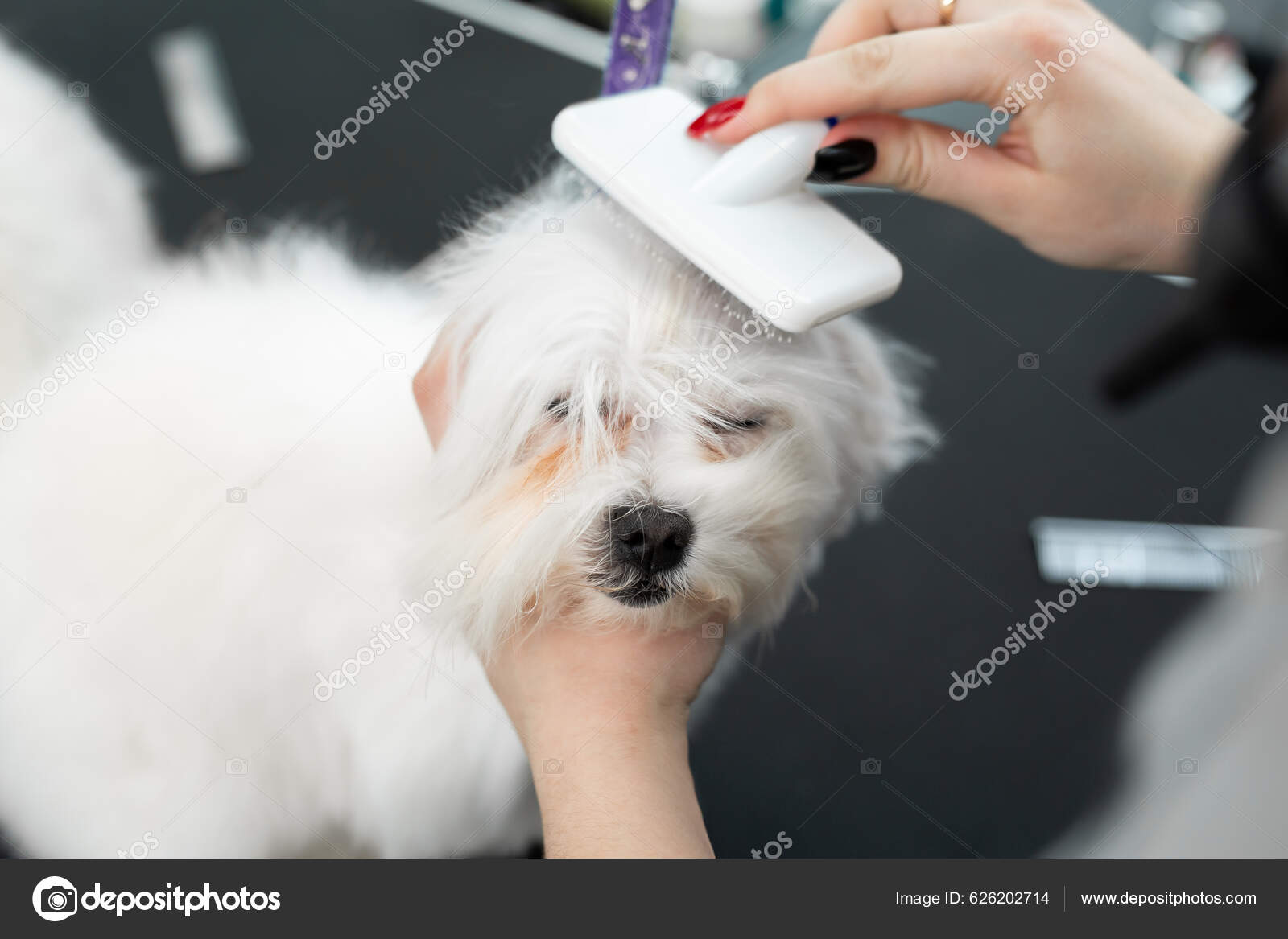 Aseo Animales Aseo Secado Peinado Perros Peinado Lana Aseo Maestro