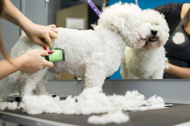 Groomer elektrikli saç makasıyla küçük bir köpek Bichon Frise 'i buduyor. Köpek kuaföründe saç kesen köpek Bichon Frise. Hayvanların kuaförü.