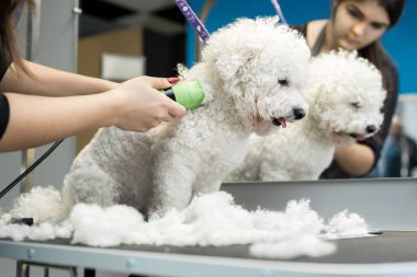 Groomer elektrikli saç makasıyla küçük bir köpek Bichon Frise 'i buduyor. Köpek kuaföründe saç kesen köpek Bichon Frise. Hayvanların kuaförü.