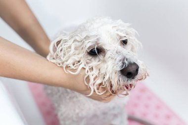 Köpeğini banyoda yıkayan bir kızın yakın plan fotoğrafı. Duştan üzerine su döküyor. Ağır çekim. Bichon Frise adında bir köpeğe bakar mısın? Veteriner. Tımarcı. Hayvanların kuaförü..