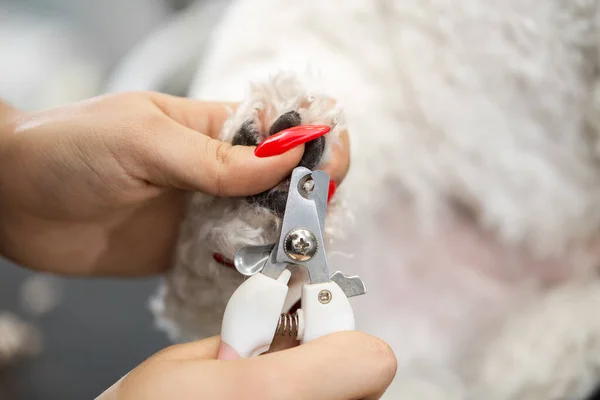 Woman veterinarian trim the claws of a dog Bichon Frise in a veterinary clinic, close-up. Clipping a dogs claws close-up view. Close-up of a vet cutting dogs toenail with nail clipper. Vet concept.