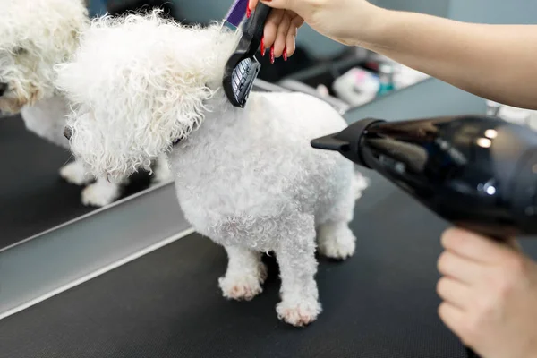 Vétérinaire Sécher Cheveux Bichon Frise Dans Une Clinique Vétérinaire Gros — Photo