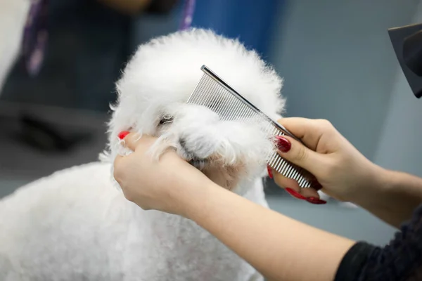Groomer Performing Combing Haircut Dog Bichon Frise Barber Shop Dogs — Stock Photo, Image