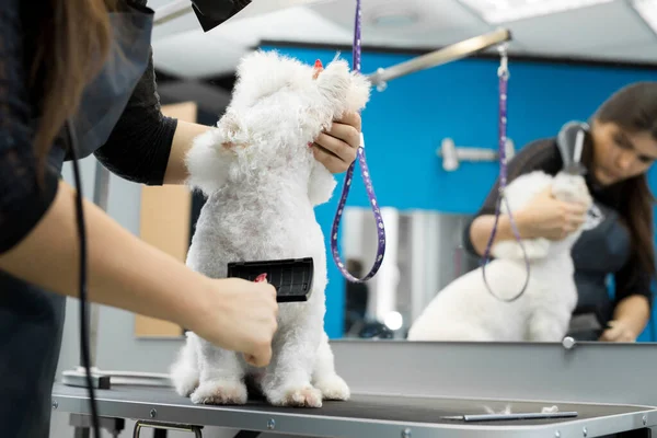 Grooming Animals Grooming Drying Styling Dogs Combing Wool Grooming Master — Stock Photo, Image
