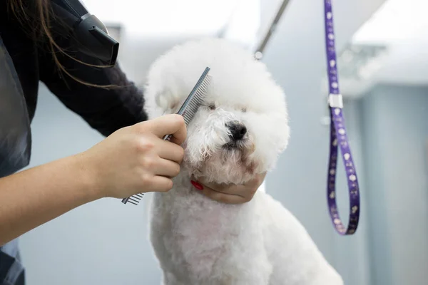 Groomer Performing Combing Haircut Dog Bichon Frise Barber Shop Dogs — Stock Photo, Image