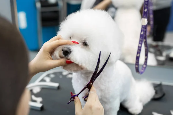 女性のグルーマーヘアカット Bichon犬のための美容室でグルーミングのためのテーブルの上にフリーズ はさみで犬の髪の毛の最終的なせん断のプロセス — ストック写真