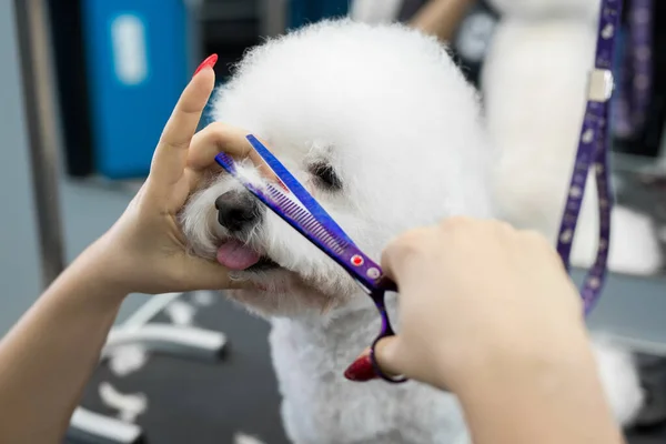 Female Groomer Haircut Bichon Frise Table Grooming Beauty Salon Dogs — Stock Photo, Image