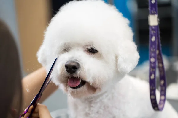 女性のグルーマーヘアカット Bichon犬のための美容室でグルーミングのためのテーブルの上にフリーズ はさみで犬の髪の毛の最終的なせん断のプロセス — ストック写真