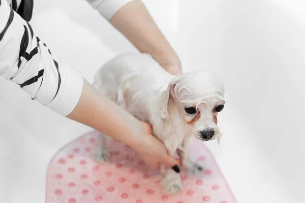バスルームで犬に入浴する少女のクローズアップ 彼女はシャワーから彼女に水を注ぐ 犬の世話ボロンカ ボロネーゼ クローズアップ 獣医師だ グルーマー 動物用の美容師 — ストック写真