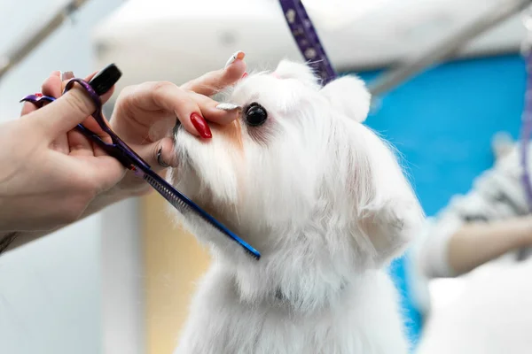 Female Groomer Haircut Bolonka Bolognese Table Grooming Beauty Salon Dogs — Stock Photo, Image