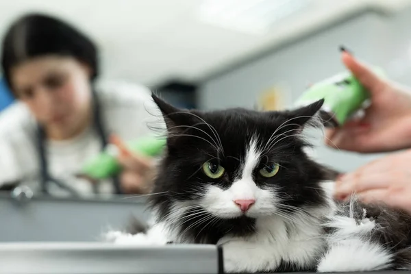 Kattenverzorging Schoonheidssalon Grooming Meester Snijdt Scheert Een Kat Zorgt Voor — Stockfoto