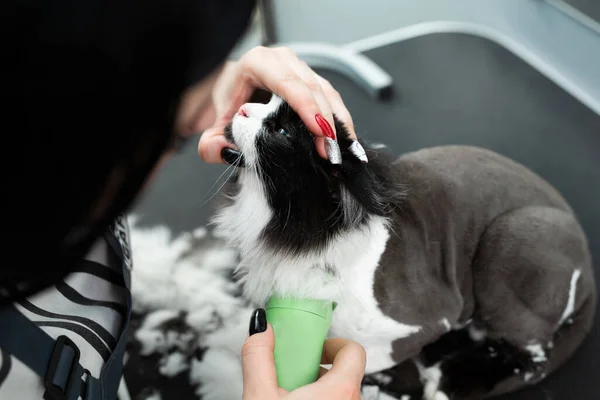 Katzenpflege Kosmetiksalon Pflegemutter Schneidet Und Rasiert Eine Katze Kümmert Sich — Stockfoto