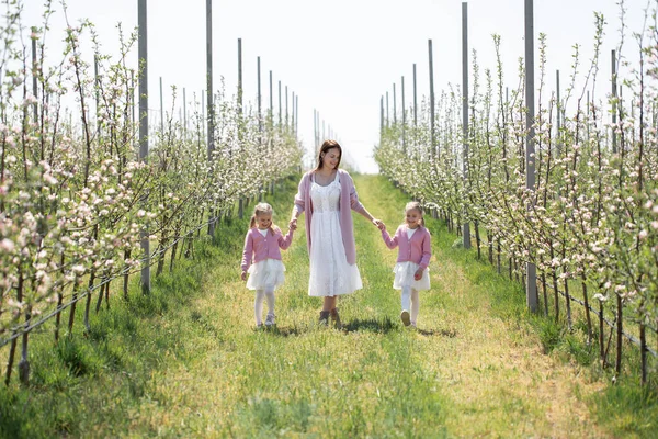 Madre Sus Hijas Gemelas Toman Mano Caminan Través Huerto Manzanas —  Fotos de Stock