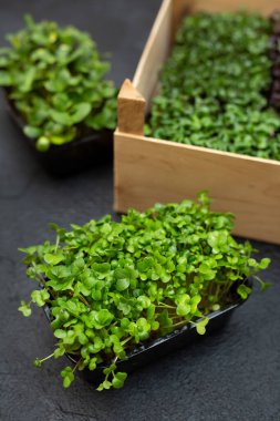 Tahta bir kutuda büyümek için tepsilerde mikro-yeşiller. Mikro-yeşil ayçiçeği, turp ve lahana.