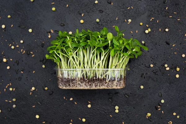 stock image Healthy vegetable sprouts. Microgreen and superfood.