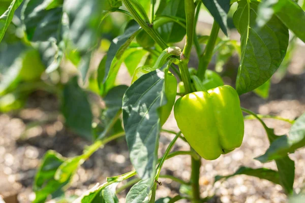 stock image Green pepper growing and blossoming in the garden. Paprika is ripening on the vegetable bed.