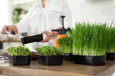 Mutfaktaki sehpanın üzerindeki taze mikro-yeşiller bezelye eken bir kadının arka planına karşı..