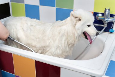 Dişi bir tımarcı banyoda Samoyed köpeğini yıkıyor. Berber dükkanında büyük bir köpek.