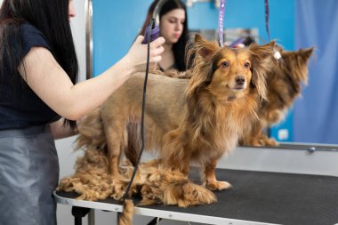 Bir kuaför berber dükkanında bir köpek kürkünü elektrikli jiletle traş eder..