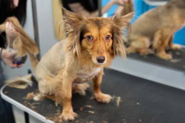 Bir kuaför berber dükkanında bir köpek kürkünü elektrikli jiletle traş eder..