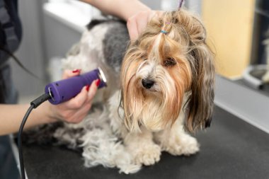 Bir kuaför berber dükkanında bir köpek kürkünü jiletle tıraş eder.
