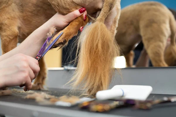Close Groomer Trimming Dogs Tail Scissors — Stock Photo, Image