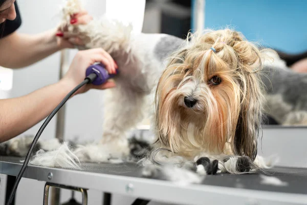 Ein Pfleger Rasiert Einem Friseurladen Ein Hundefell Mit Einem Rasiermesser — Stockfoto