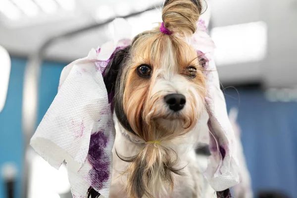 Female Groomer Paints Wool Yorkshire Terrier Barber Shop — Stock Photo, Image