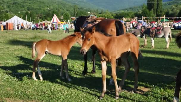 Horses Foals Graze Meadow Mountains Market Fair — Stock Video