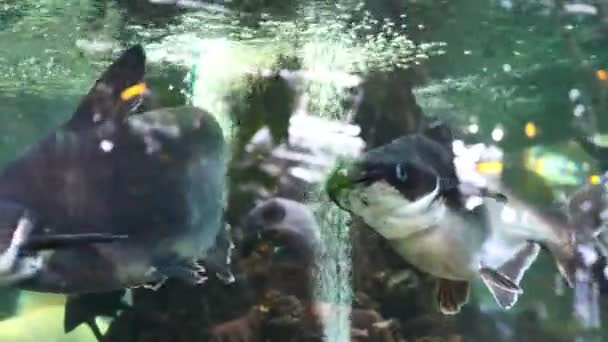 Kapalı Bir Akvaryumda Bir Sürü Büyük Balık — Stok video
