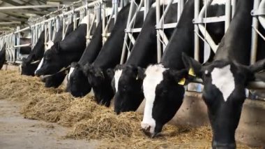 Siyah ve beyaz inekler çiftlikte, kapalı bir ahırda otluyor.