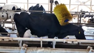 Çiftlikte çalı çırpı ile inek temizleme, inek çiftliği için ekipman, ahır...