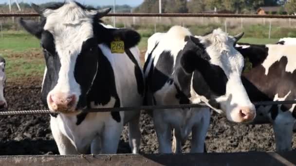 Krowy Farmie Padoku Jedzą Jedzenie Ulicy — Wideo stockowe