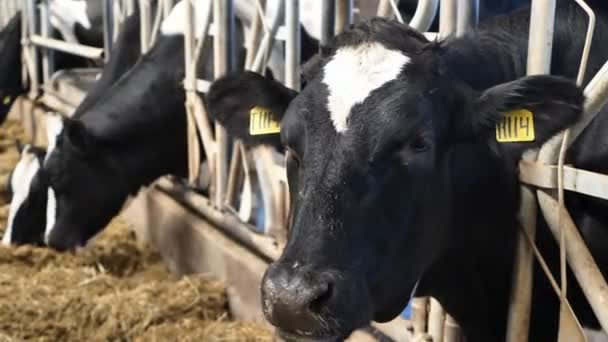 Krávy Farmě Černobílé Krávy Jedí Seno Stáji — Stock video