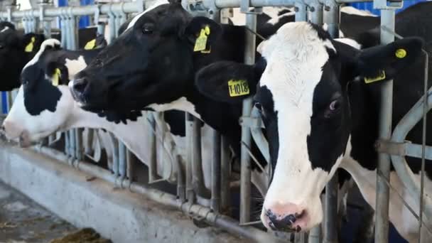 Krowy Farmie Czarne Białe Krowy Jedzą Siano Stajni — Wideo stockowe