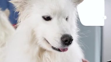 Kadın kuaför, kırpma ve yıkamadan sonra Samoyed köpeğini saç kurutma makinesiyle kurutuyor. Berber dükkanında büyük bir köpek..