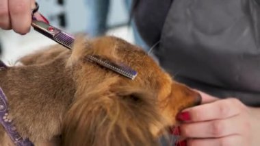 Bir köpeğin makasıyla budadığı bir tımarcıya yakın plan..