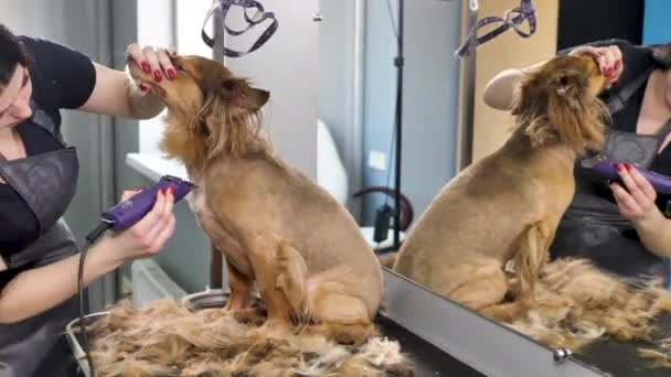 Groomer Barba Uma Pele Cães Com Uma Navalha Elétrica Uma — Vídeo de Stock