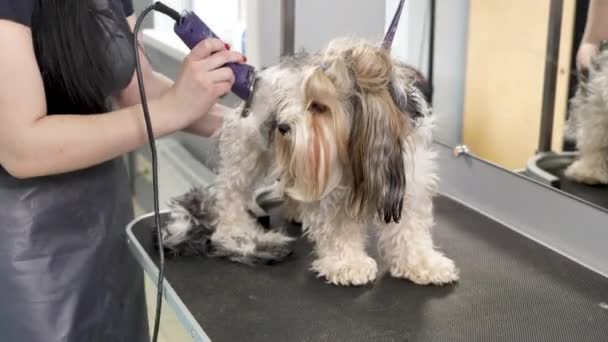 Ein Pfleger Rasiert Einem Friseurladen Ein Hundefell Mit Einem Rasiermesser — Stockvideo
