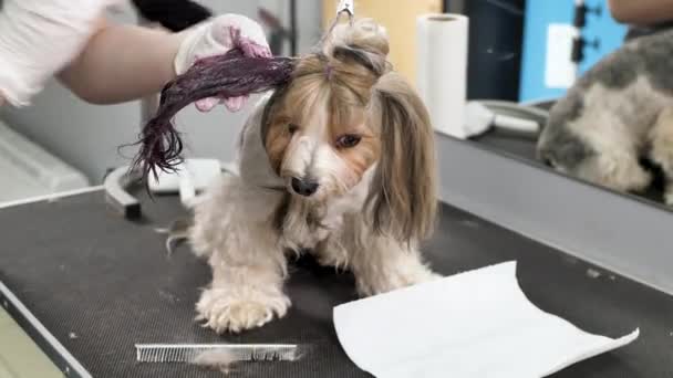 Eine Pflegerin Bemalt Die Wolle Eines Yorkshire Terriers Einem Friseurladen — Stockvideo